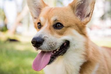 Şehir parkında Galli Corgi Pembroke 'un portresi