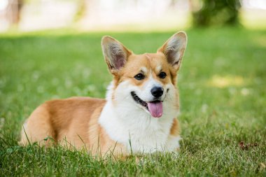 Şehir parkında Galli Corgi Pembroke 'un portresi