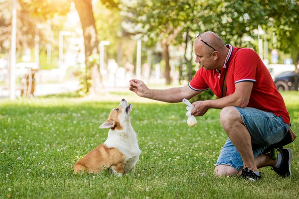 Vuxen man tränar sin walesiska Corgi Pembroke hund i stadsparken — Stockfoto