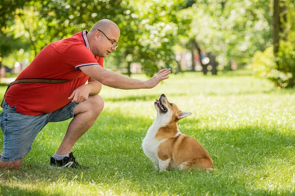 Hombre adulto está entrenando a su perro galés Corgi Pembroke en el parque de la ciudad — Foto de Stock