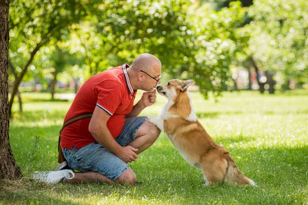 大人の男ありますトレーニング彼女のウェールズコーギーペンブローク犬で都市公園 — ストック写真