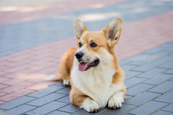 Πορτρέτο της Ουαλίας corgi pembroke στο πάρκο της πόλης — Φωτογραφία Αρχείου