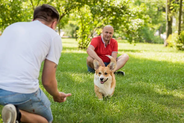 Dorosły mężczyzna trenuje walijskiego psa Corgi Pembroke w parku miejskim — Zdjęcie stockowe