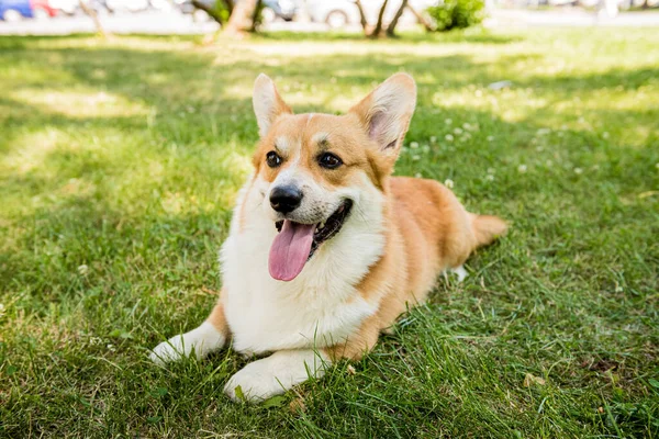 Portret Welsh corgi pembroke w parku miejskim — Zdjęcie stockowe