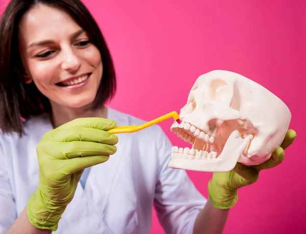 Woman dentist brushing teeth of an artificial skull using a single tufted toothbrush — Stock Photo, Image