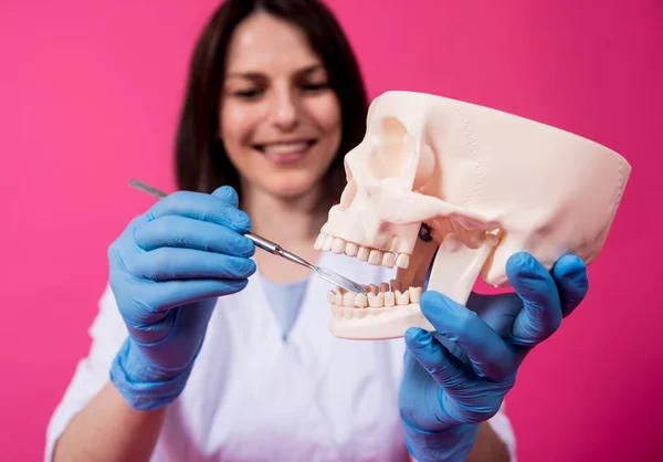 Woman dentist examines the oral cavity of the artificial skull with sterile dental instruments — Stock Photo, Image