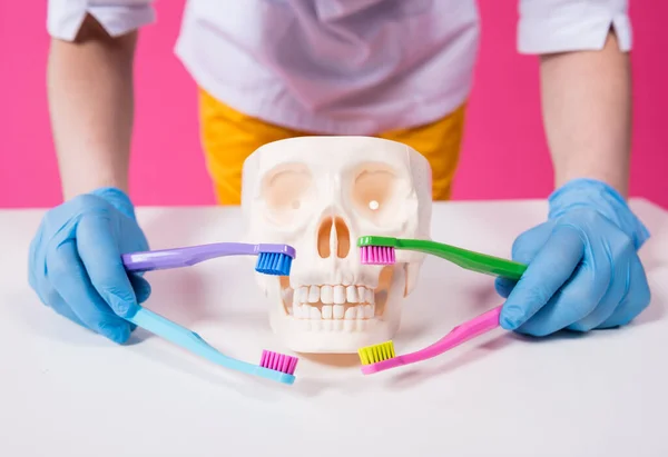 Woman dentist brushing teeth of an artificial skull using a four toothbrushes — Stock Photo, Image