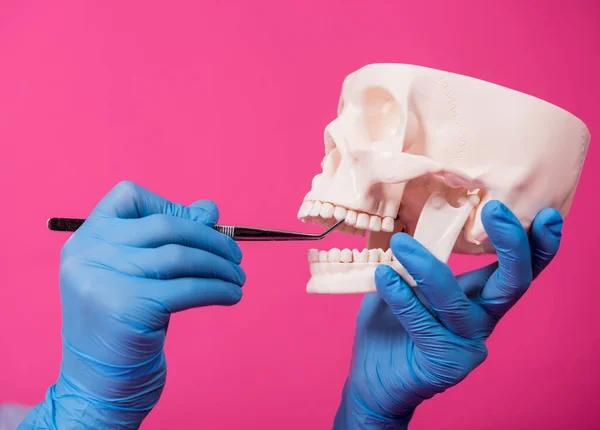 Woman dentist examines the oral cavity of the artificial skull with sterile dental instruments — Stock Photo, Image