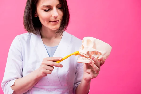 Woman dentist brushing teeth of an artificial skull using a single tufted toothbrush — Stock Photo, Image