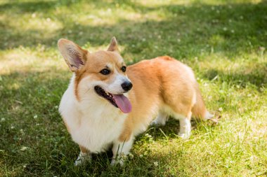 Şehir parkında Galli Corgi Pembroke 'un portresi