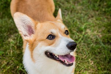 Şehir parkında Galli Corgi Pembroke 'un portresi