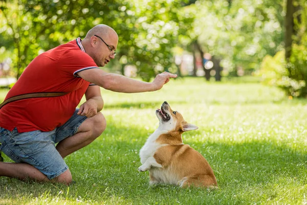 Dorosły mężczyzna trenuje walijskiego psa Corgi Pembroke w parku miejskim — Zdjęcie stockowe