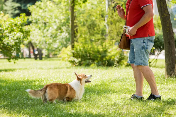 Dorosły mężczyzna trenuje walijskiego psa Corgi Pembroke w parku miejskim — Zdjęcie stockowe