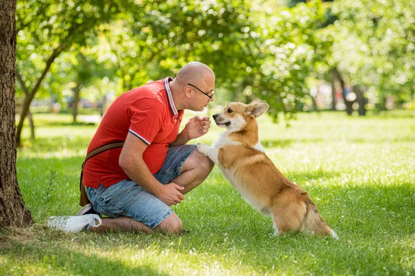 大人の男ありますトレーニング彼女のウェールズコーギーペンブローク犬で都市公園 — ストック写真