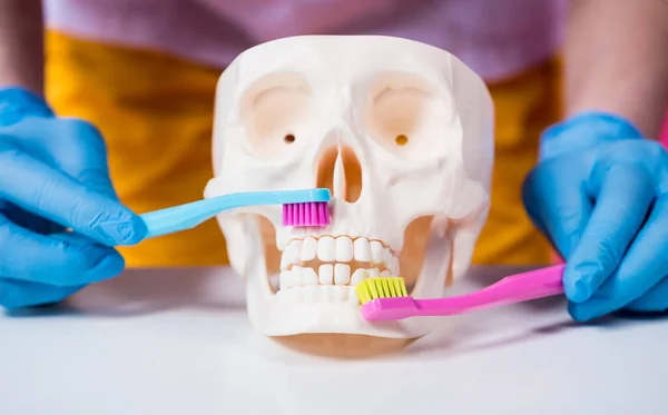Οδοντίατρος που βουρτσίζει δόντια τεχνητού κρανίου με δύο οδοντόβουρτσες — Φωτογραφία Αρχείου