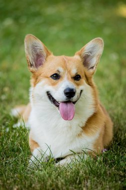 Şehir parkında Galli Corgi Pembroke 'un portresi