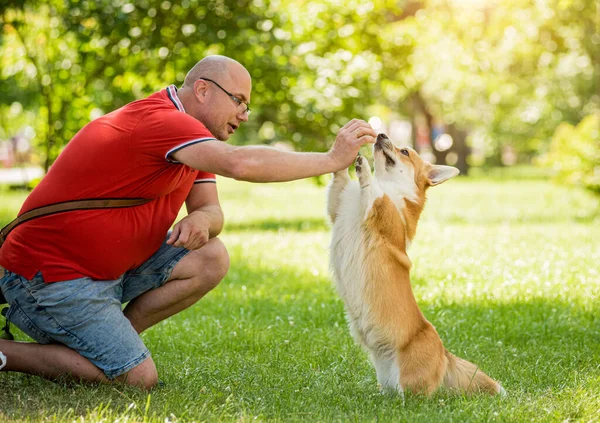 Dorosły mężczyzna trenuje walijskiego psa Corgi Pembroke w parku miejskim — Zdjęcie stockowe