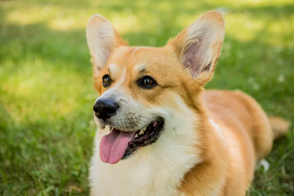 Portret Welsh corgi pembroke w parku miejskim — Zdjęcie stockowe