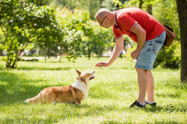 Vuxen man tränar sin walesiska Corgi Pembroke hund i stadsparken — Stockfoto