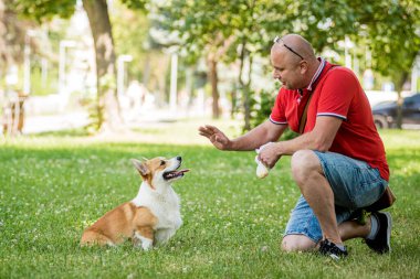 Yetişkin adam Galli Corgi Pembroke köpeğini şehir parkında eğitiyor.