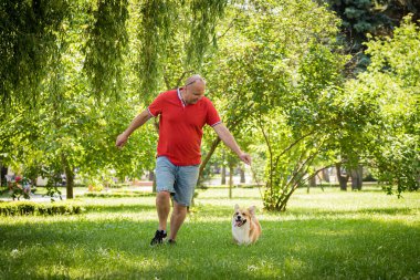 Yetişkin adam Galli Corgi Pembroke köpeğini şehir parkında eğitiyor.