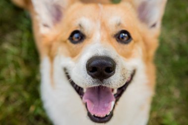 Şehir parkında Galli Corgi Pembroke 'un portresi