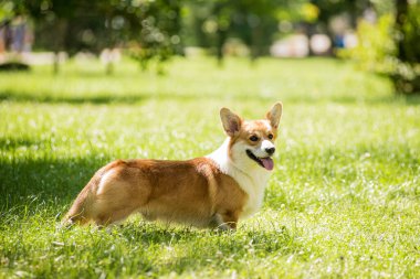 Şehir parkında Galli Corgi Pembroke 'un portresi