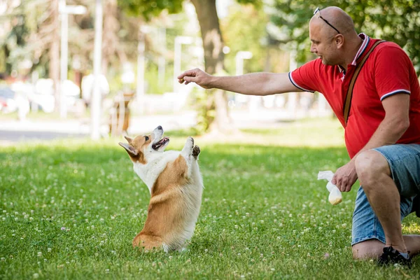 Hombre adulto está entrenando a su perro galés Corgi Pembroke en el parque de la ciudad — Foto de Stock