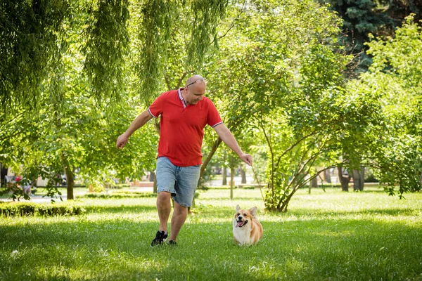 Hombre adulto está entrenando a su perro galés Corgi Pembroke en el parque de la ciudad — Foto de Stock