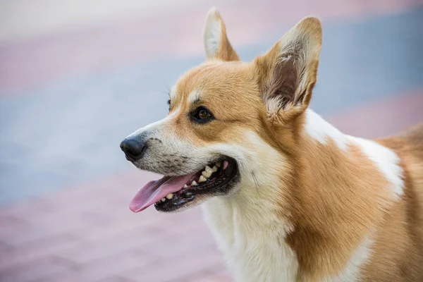 Portret Welsh corgi pembroke w parku miejskim — Zdjęcie stockowe