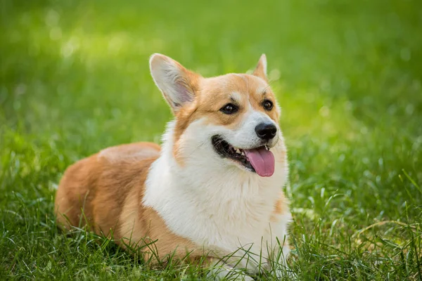 Portret Welsh corgi pembroke w parku miejskim — Zdjęcie stockowe