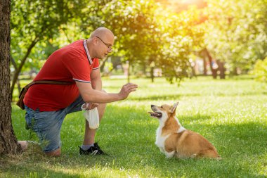 Yetişkin adam Galli Corgi Pembroke köpeğini şehir parkında eğitiyor.