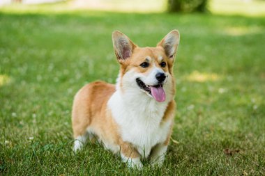 Şehir parkında Galli Corgi Pembroke 'un portresi