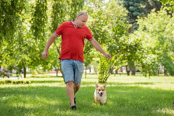 Vuxen man tränar sin walesiska Corgi Pembroke hund i stadsparken — Stockfoto