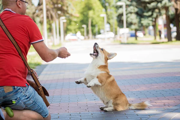 大人の男ありますトレーニング彼女のウェールズコーギーペンブローク犬で都市公園 — ストック写真