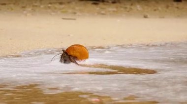Yalnız keşiş yengeci ıslak kumlu kıyı şeridi boyunca dikkatle ilerliyor..
