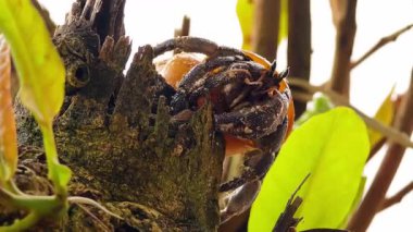 Yalnız keşiş yengeci sahildeki bir palmiye boyunca dikkatle ilerliyor..