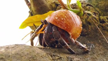 Yalnız keşiş yengeci sahildeki bir palmiye boyunca dikkatle ilerliyor..
