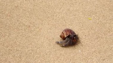 Yalnız keşiş yengeci ıslak kumlu kıyı şeridi boyunca dikkatle ilerliyor..