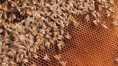 Etkin kovandaki arılar denetlemeye hazır..