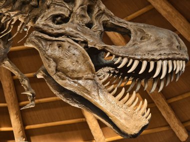 Tahta kubbeli kubbede sergilenen büyük bir dinozor iskeleti sergileniyor..