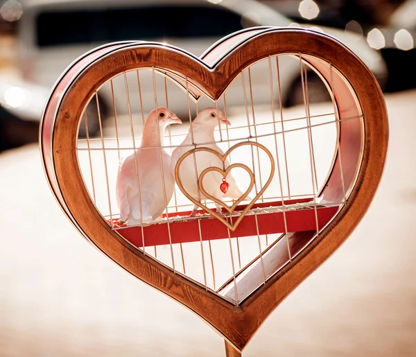 Weiße Tauben im Herzen — Stockfoto