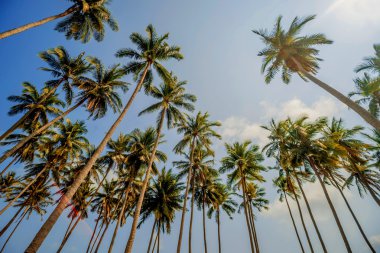 green palm trees 