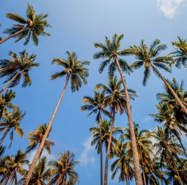 green palm trees 