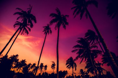 plaj tropikal palmiye ağaçlarının