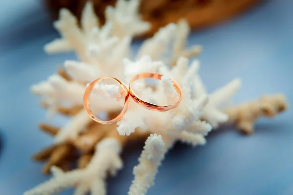 Anéis de casamento deitado em corais — Fotografia de Stock