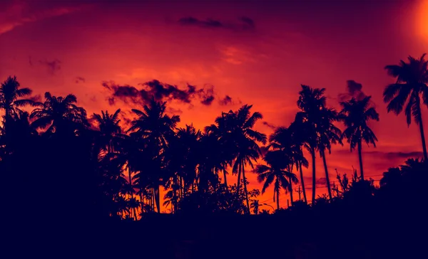 Palmiers tropicaux sur la plage — Photo