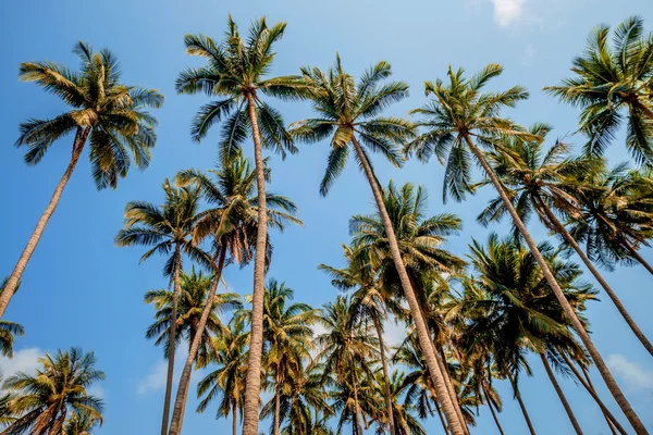 Palmeras verdes — Foto de Stock