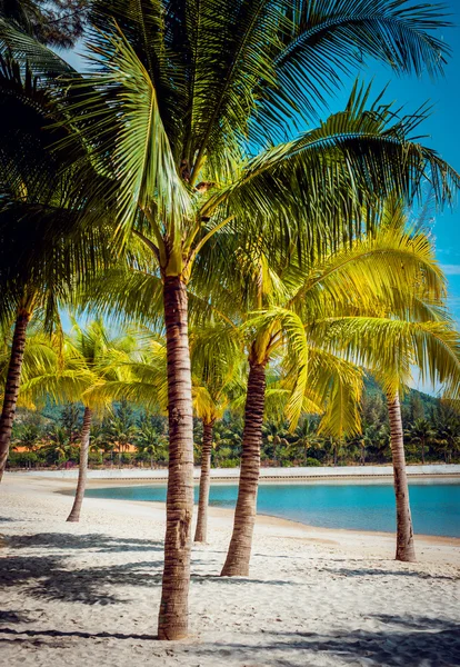 green palm trees on beige sand