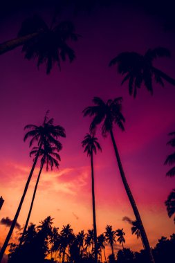 plaj tropikal palmiye ağaçlarının